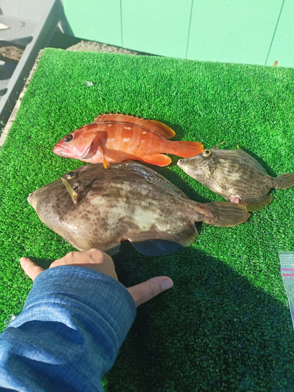 ゴンのすけさんの釣果 2枚目の画像