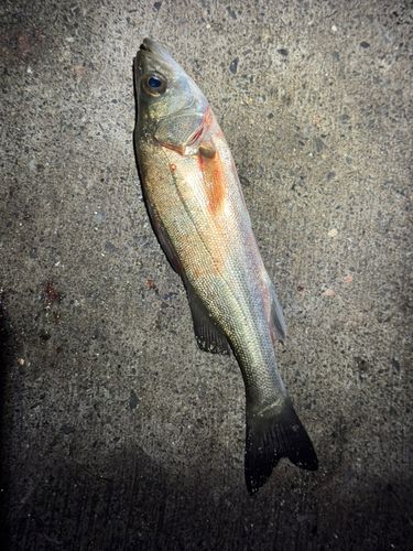 フッコ（マルスズキ）の釣果