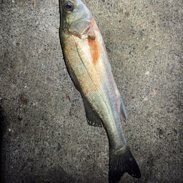 フッコ（マルスズキ）