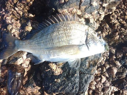 ミナミクロダイの釣果