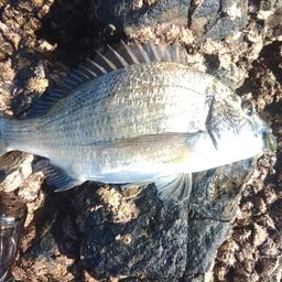 ミナミクロダイ