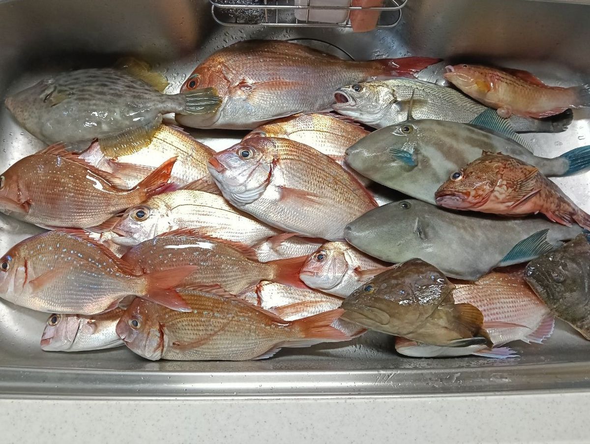 激安アングラーさんの釣果 2枚目の画像