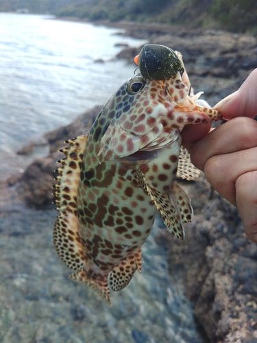 カンモンハタの釣果