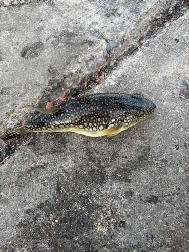 フグの釣果