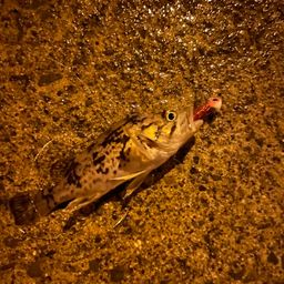 タケノコメバル