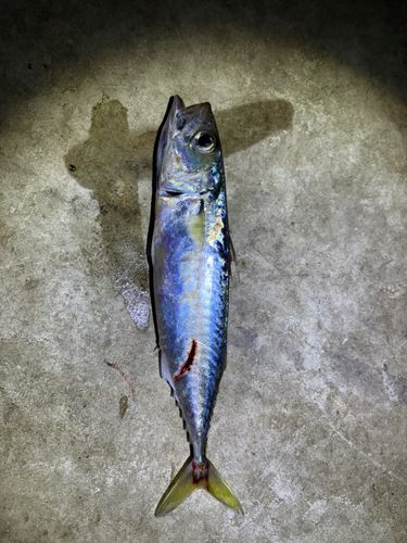 サバの釣果