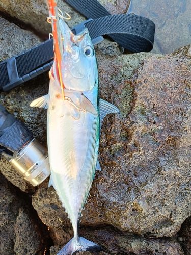 スマガツオの釣果