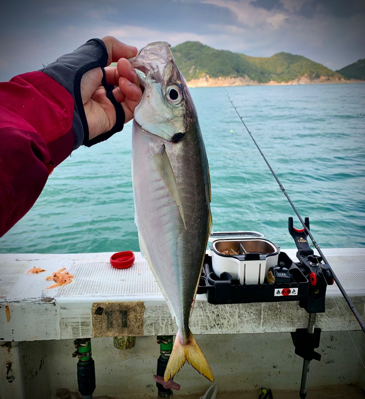 和歌山のもりもっちゃんさんの釣果 2枚目の画像