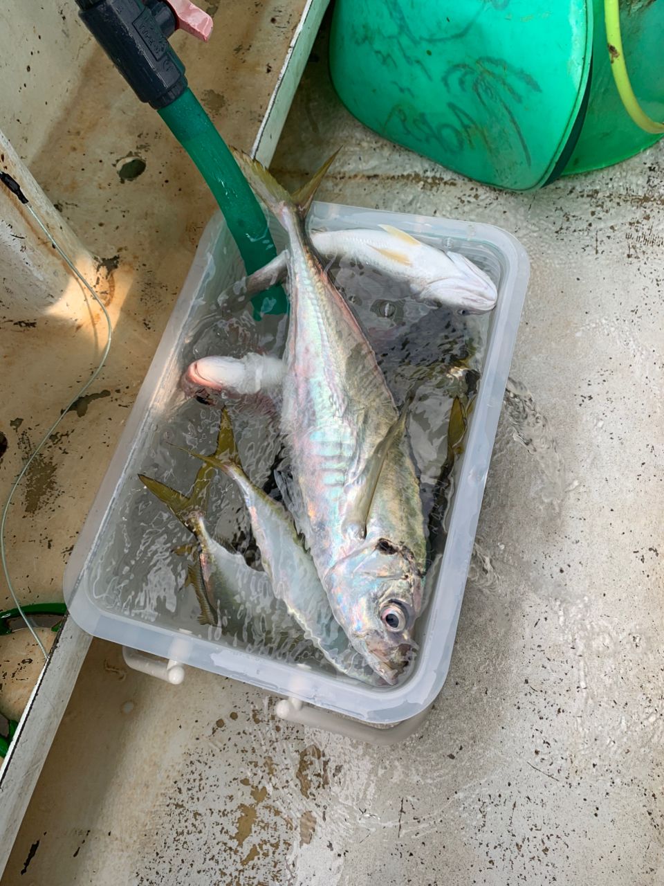 和歌山のもりもっちゃんさんの釣果 3枚目の画像