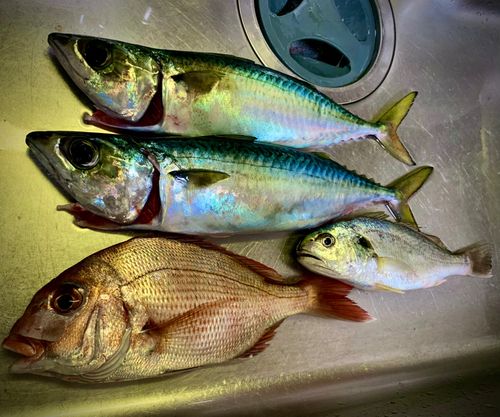 マダイの釣果