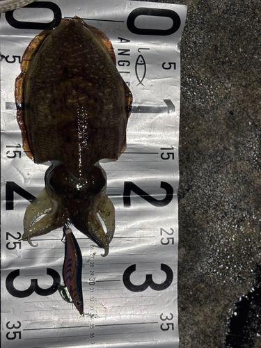 コウイカの釣果