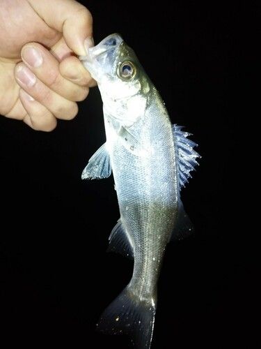 セイゴ（マルスズキ）の釣果