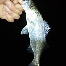 セイゴ（マルスズキ）