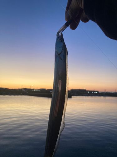 タチウオの釣果