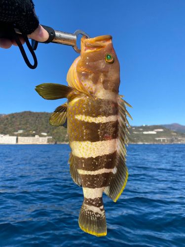 アオハタの釣果