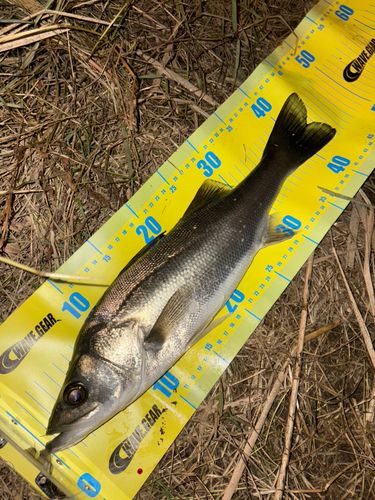 マルスズキの釣果