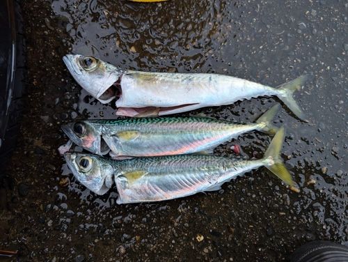 サバの釣果