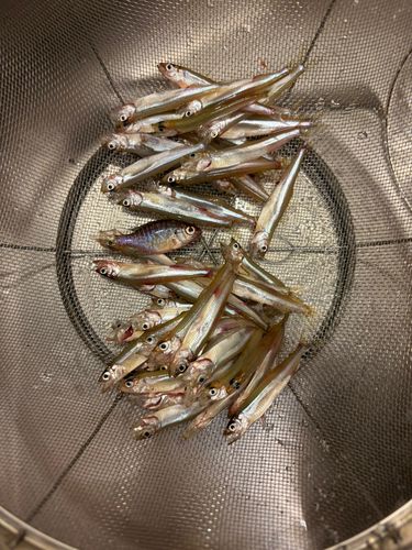 ワカサギの釣果