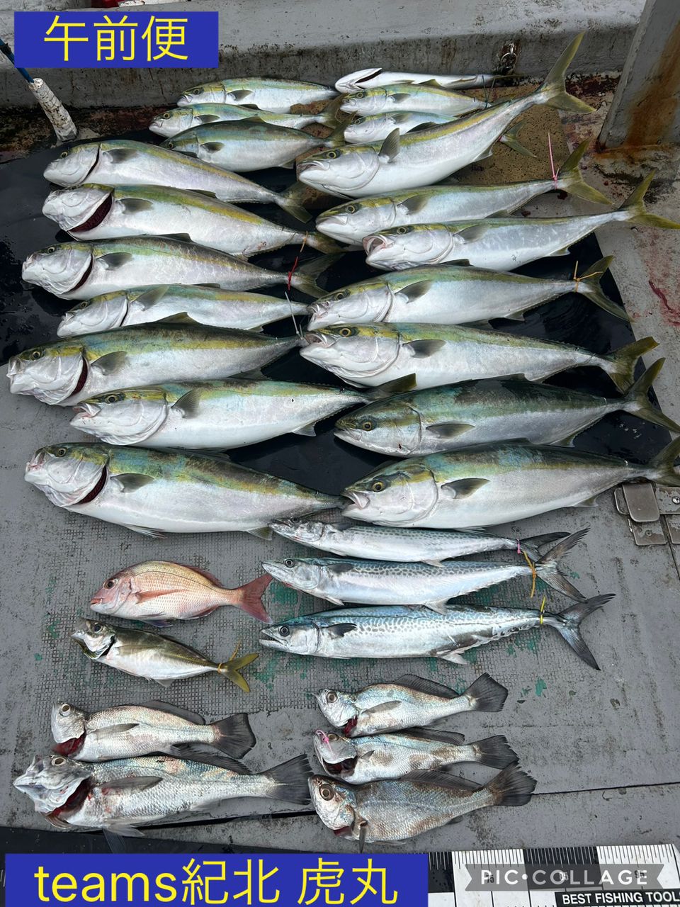 釣り船 虎丸さんの釣果 1枚目の画像