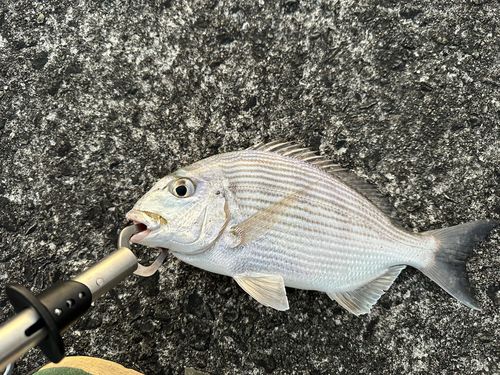 ヘダイの釣果