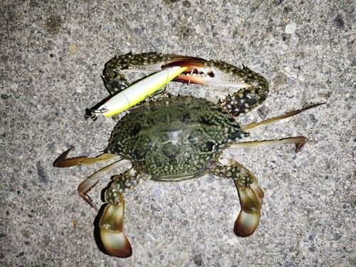タイワンガザミの釣果