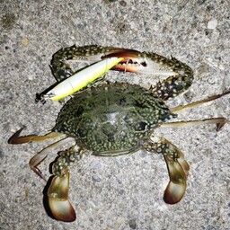 タイワンガザミ