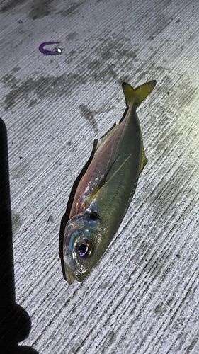 マアジの釣果