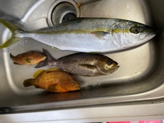 ヒラマサの釣果