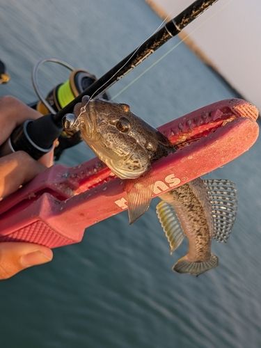 マハゼの釣果