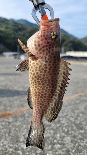 オオモンハタの釣果