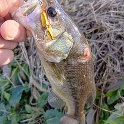 ラージマウスバス