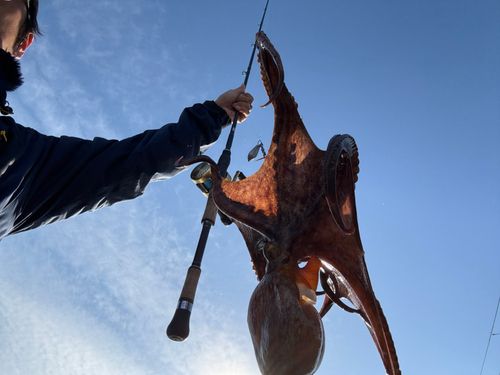 カワハギの釣果