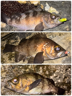 アカメバルの釣果