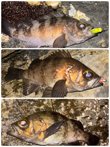 アカメバルの釣果