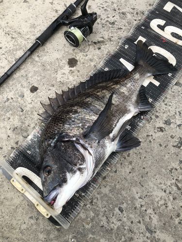 チヌの釣果