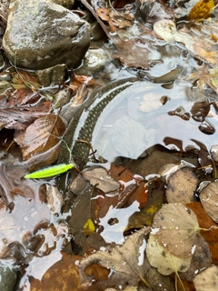 エゾイワナの釣果