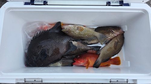 アカハタの釣果