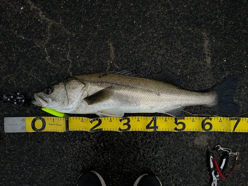 シーバスの釣果