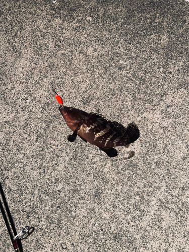 キジハタの釣果