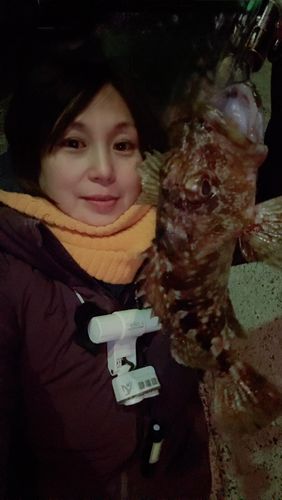 アラカブの釣果