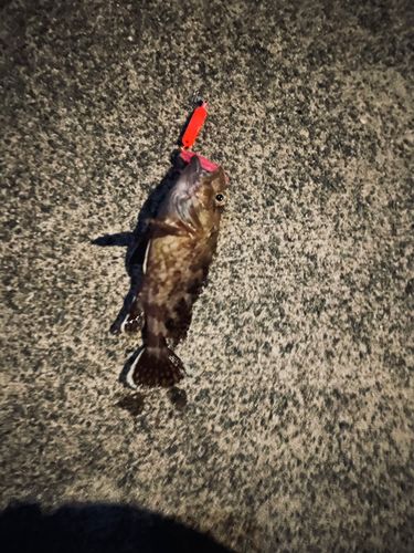 大野地区釣り護岸