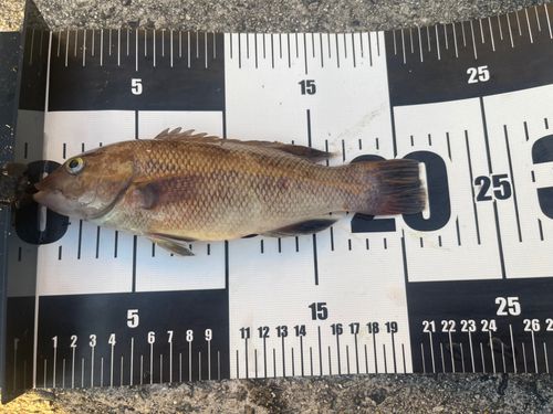 カンダイの釣果