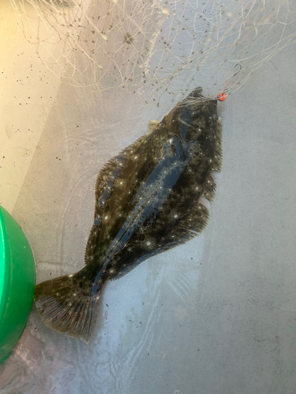 sato-5150さんの釣果 1枚目の画像