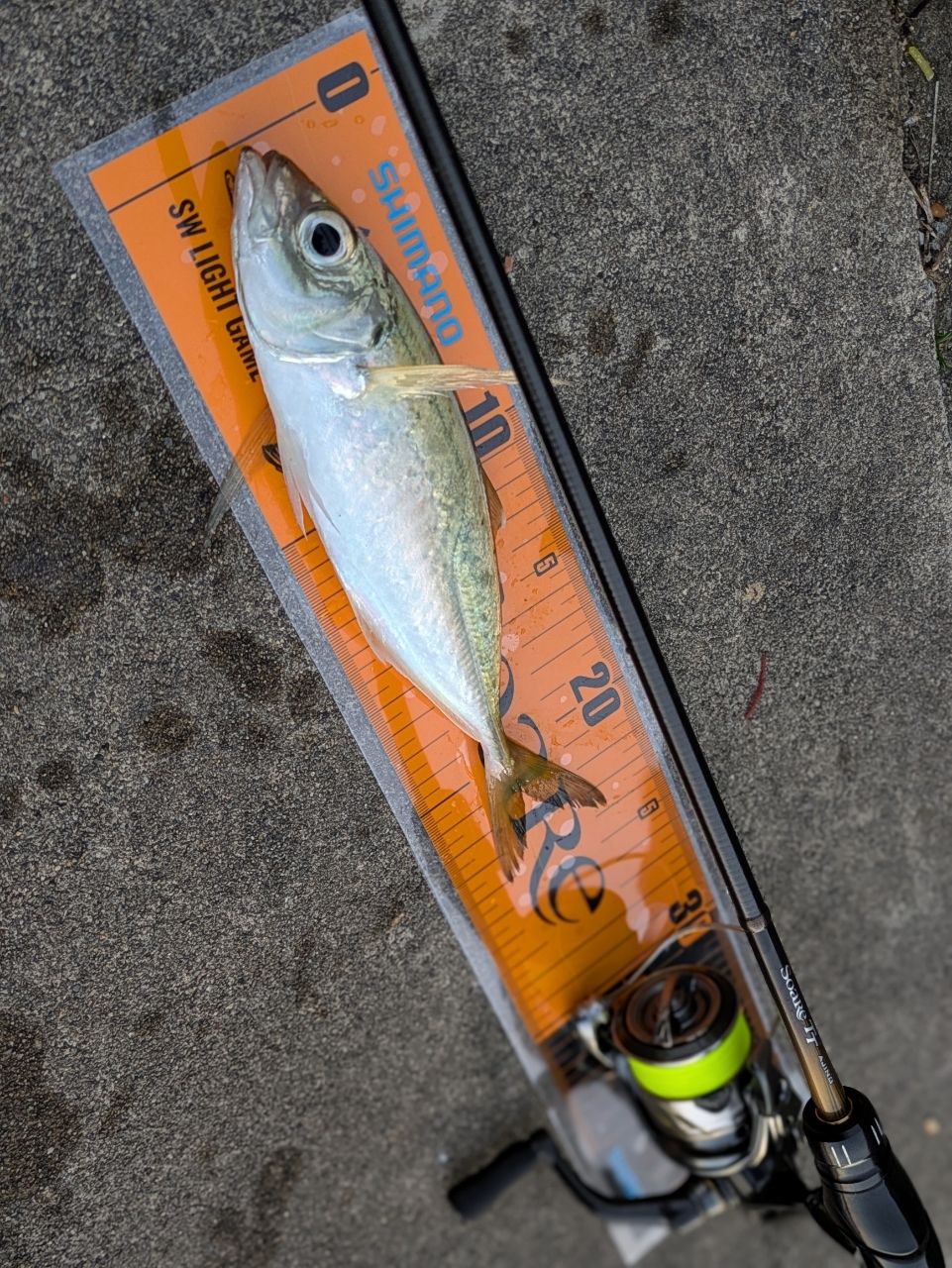 SHIMANO 20ソアレ TT アジング S64UL-Sの最安値・インプレ・釣果