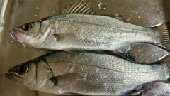 セイゴ（ヒラスズキ）の釣果