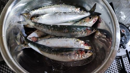 マイワシの釣果