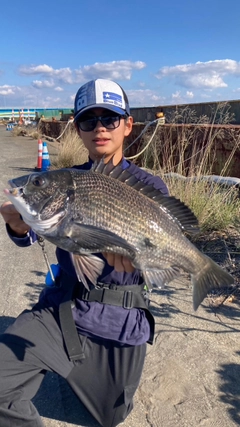 クロダイの釣果
