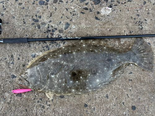 ヒラメの釣果