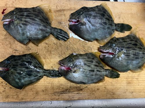 カワハギの釣果