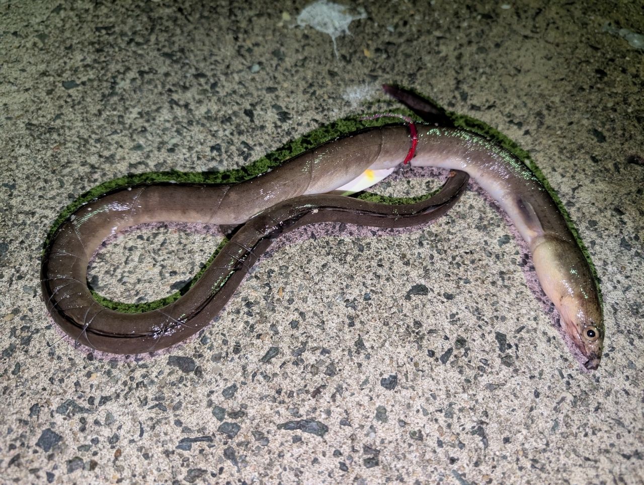 ホタテウミヘビ